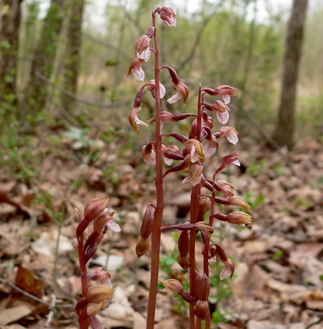 {Corallorhiza wisteriana}